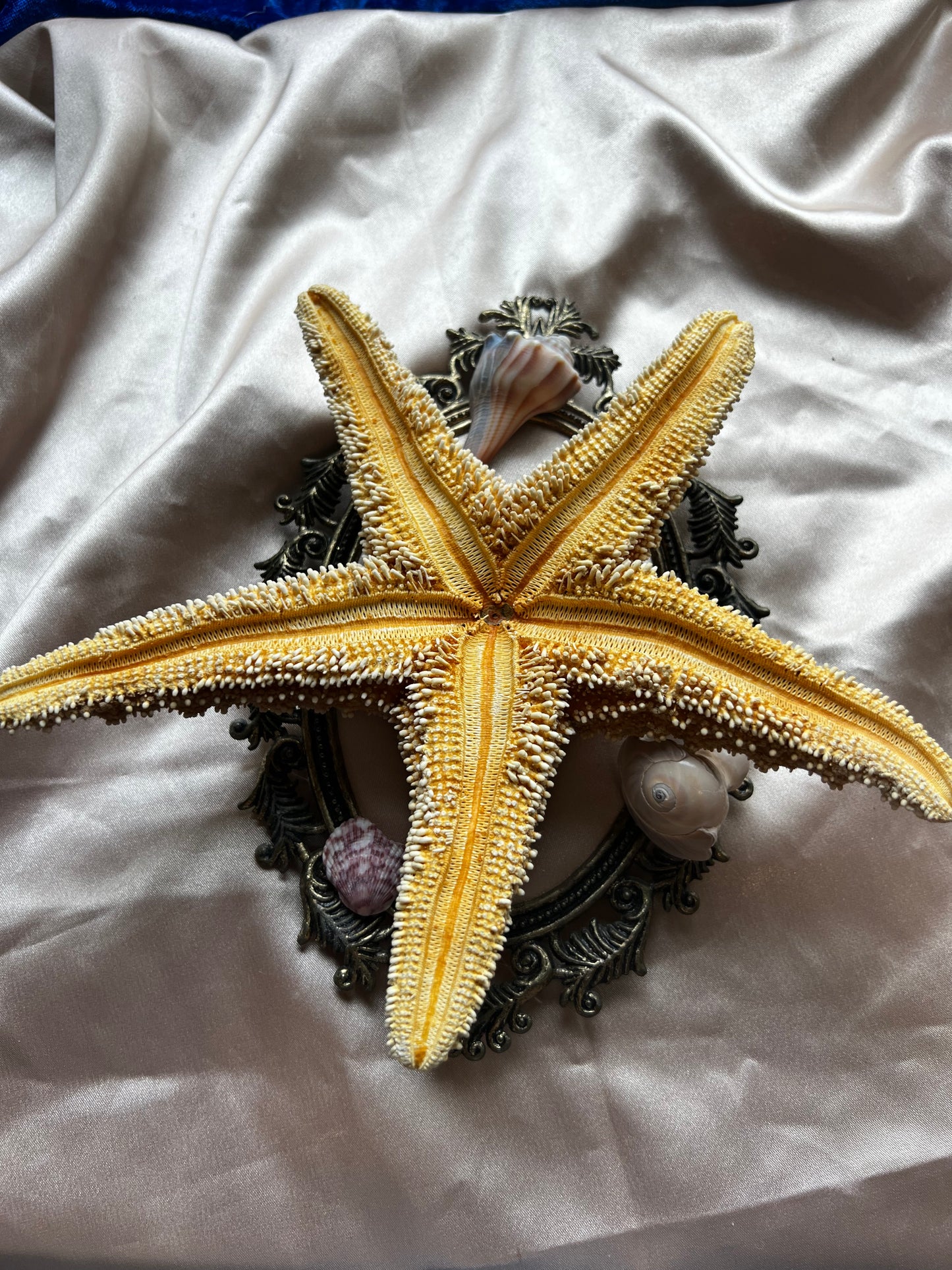 Dried Starfish