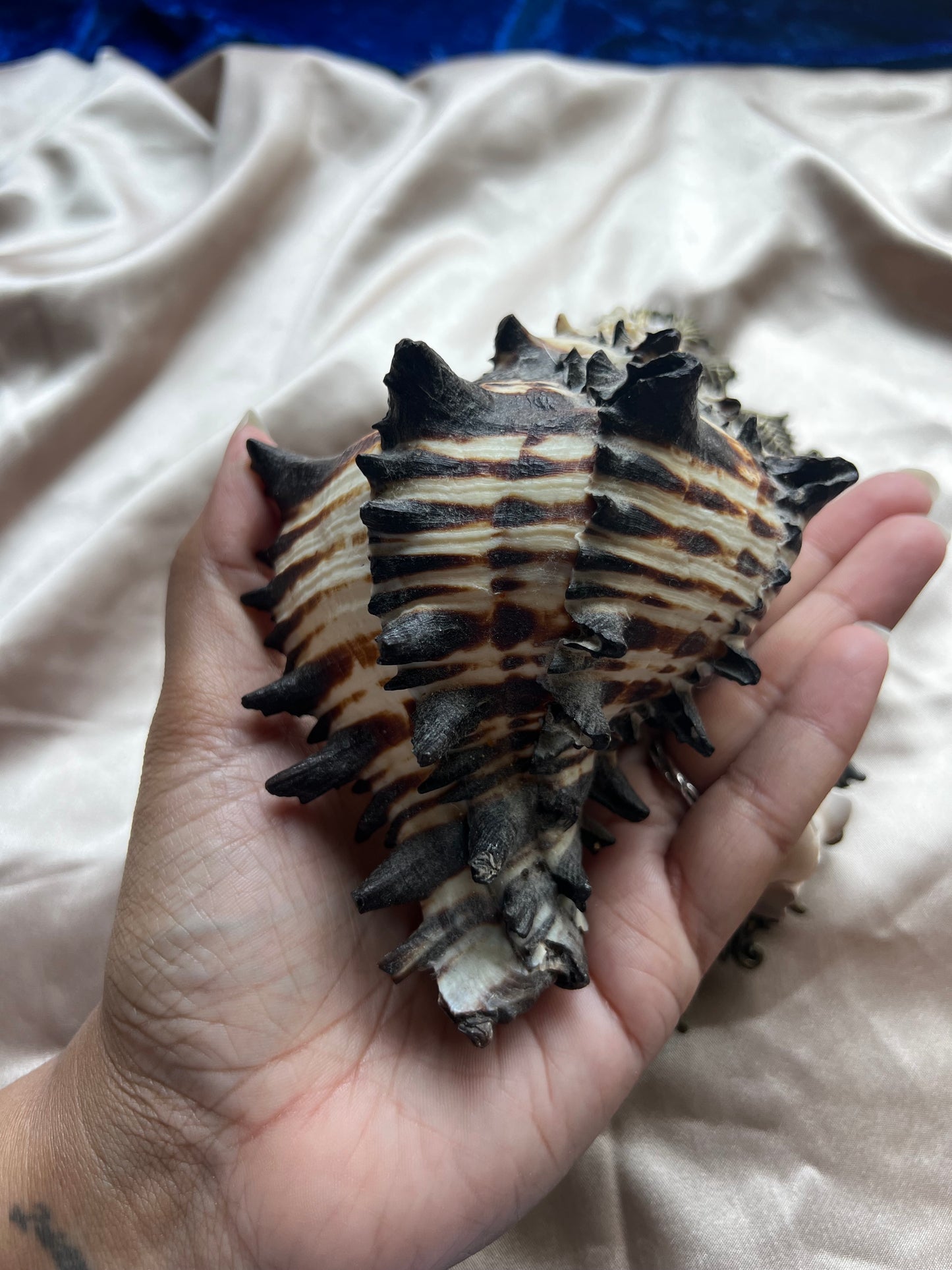 Zebra Murex Shell