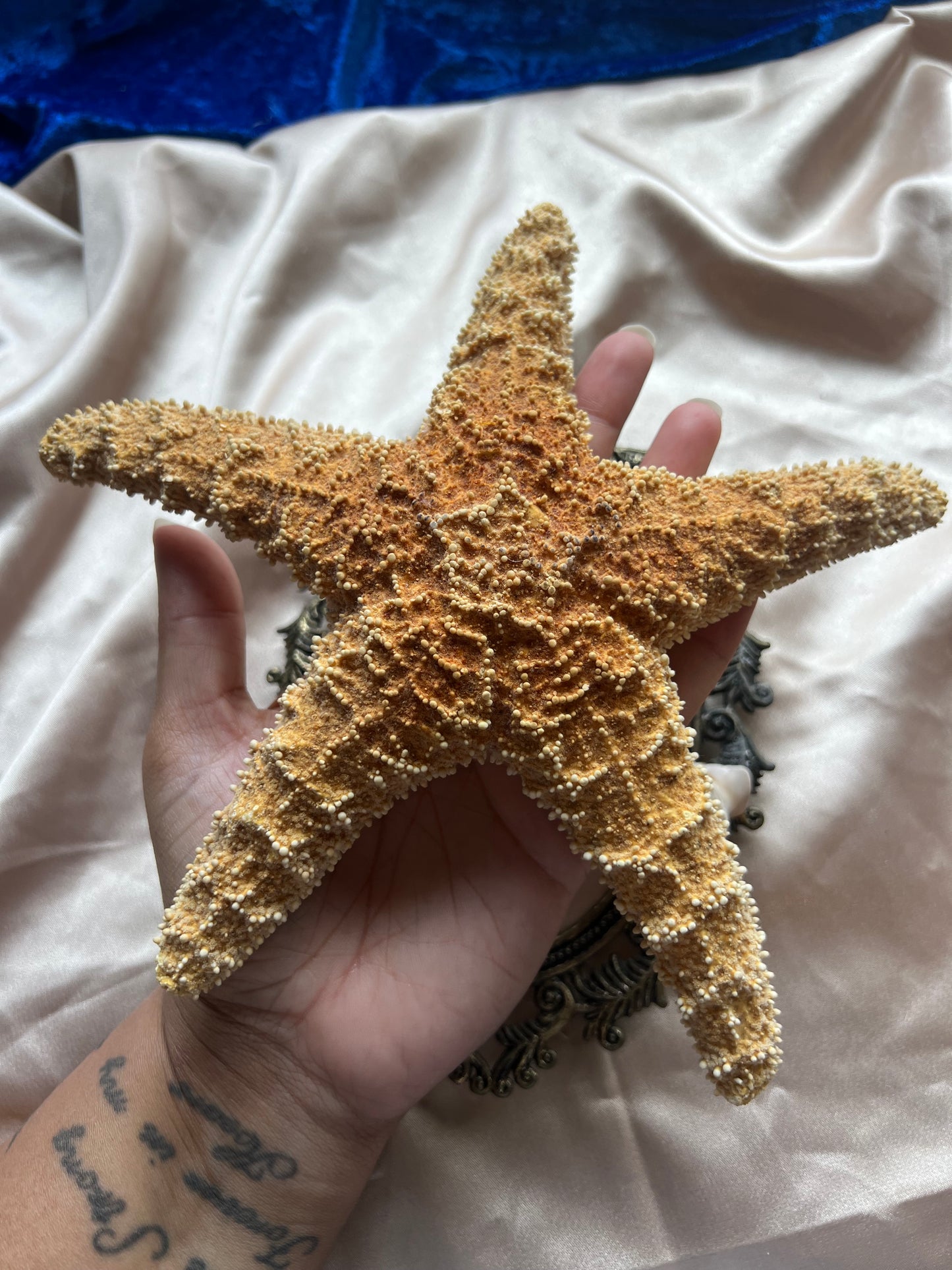 Dried Starfish