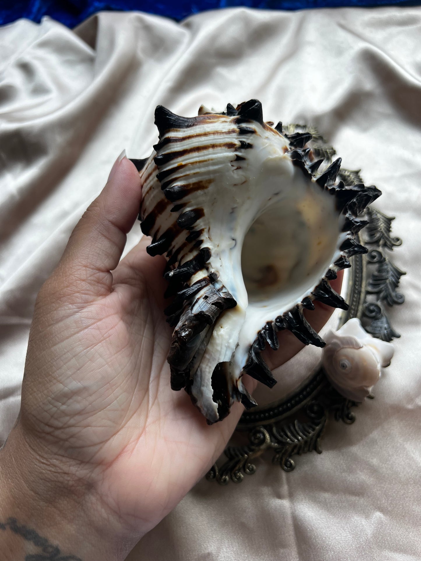 Zebra Murex Shell