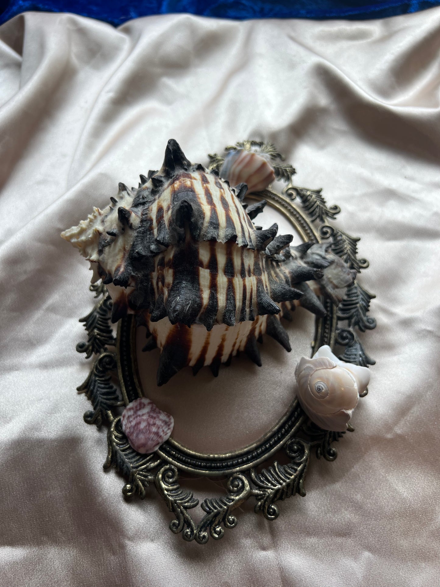 Zebra Murex Shell