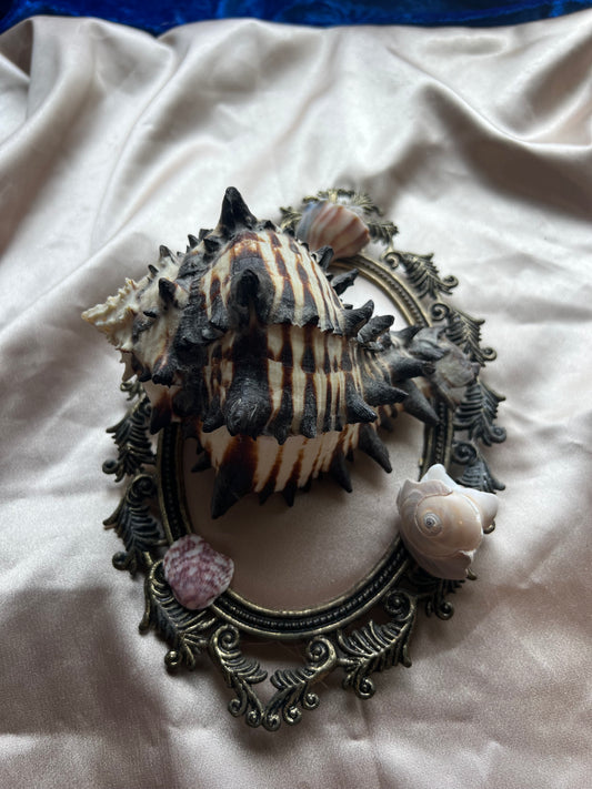 Zebra Murex Shell