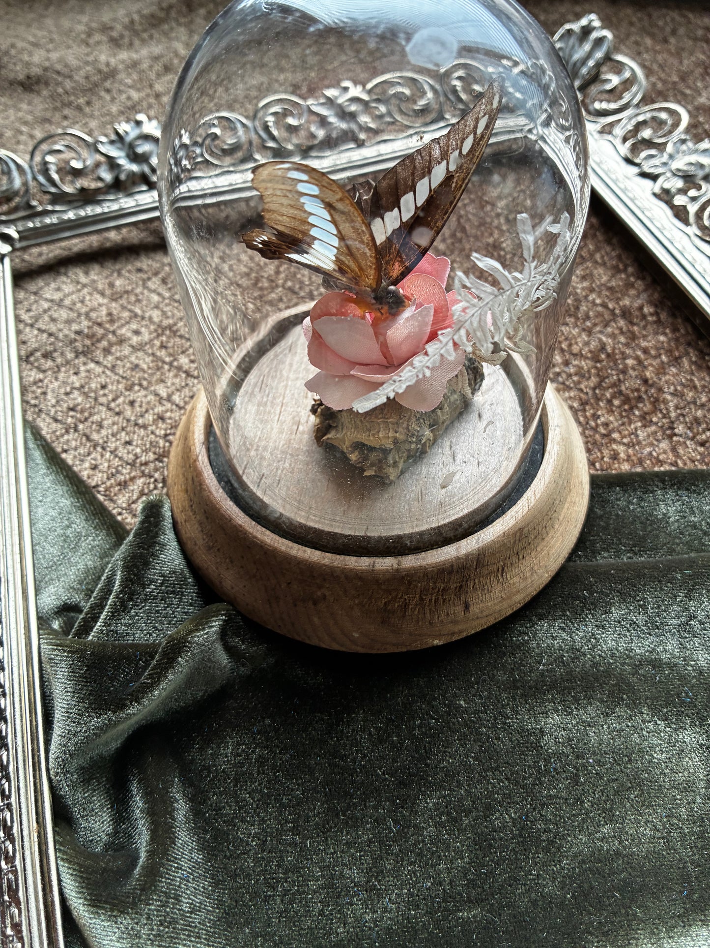 Preserved Butterfly Display