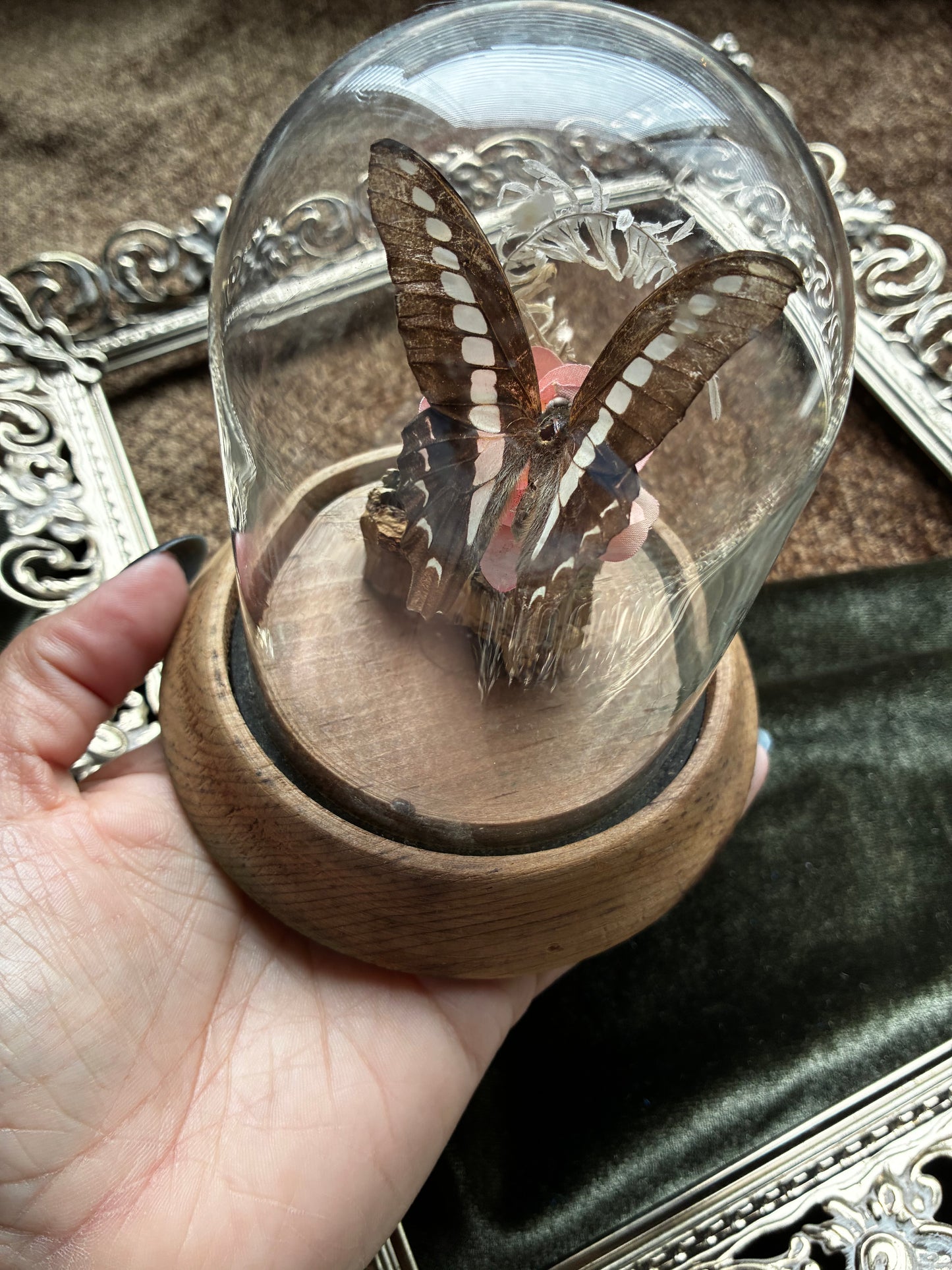 Preserved Butterfly Display