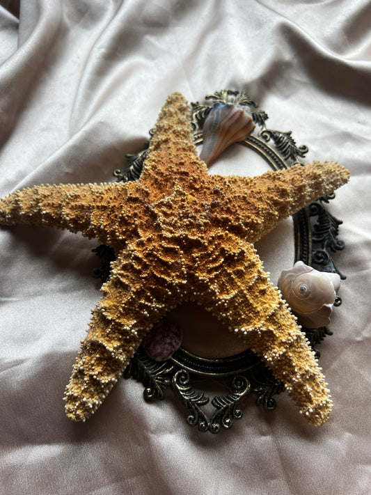 Dried Starfish
