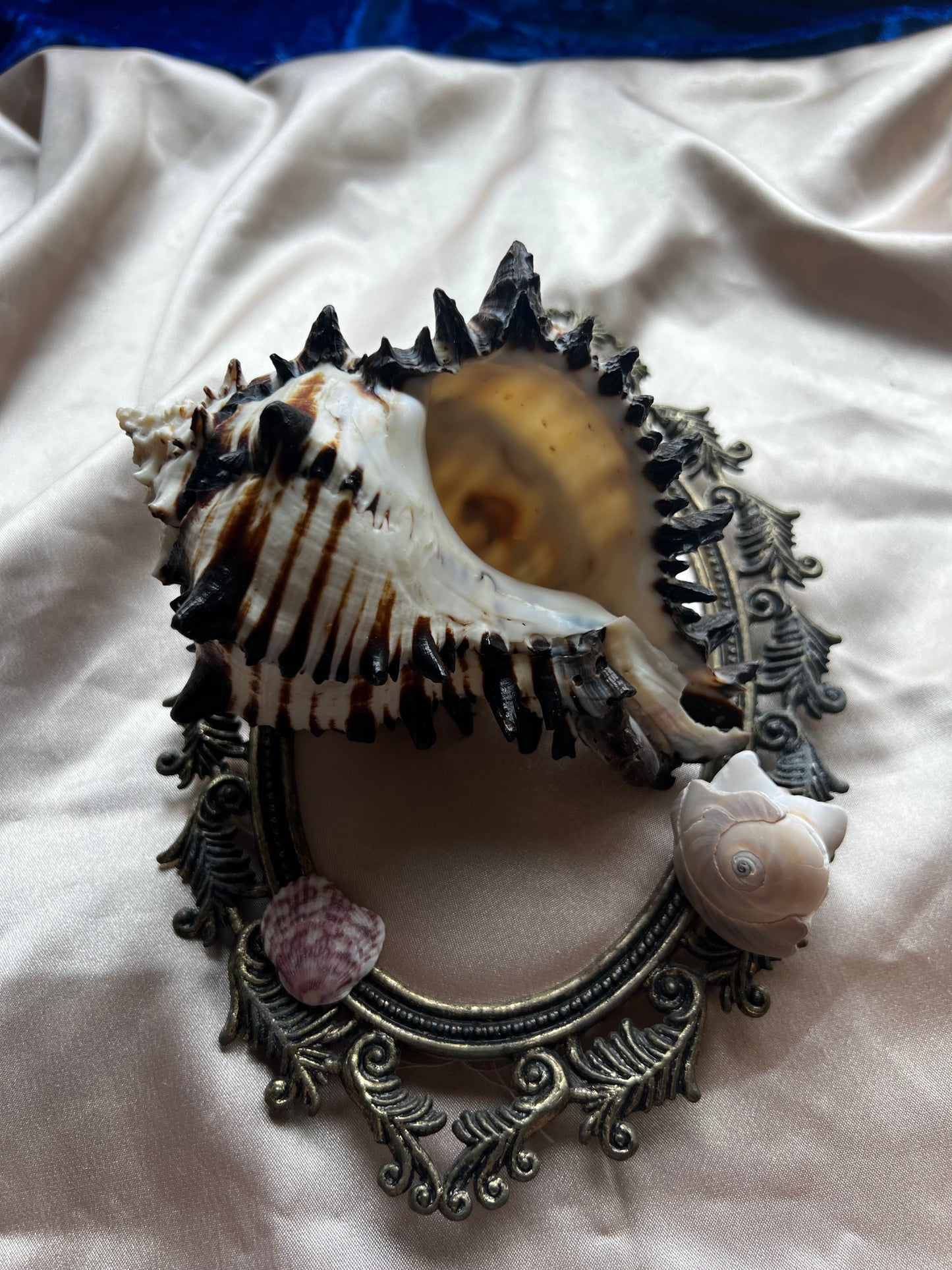 Zebra Murex Shell