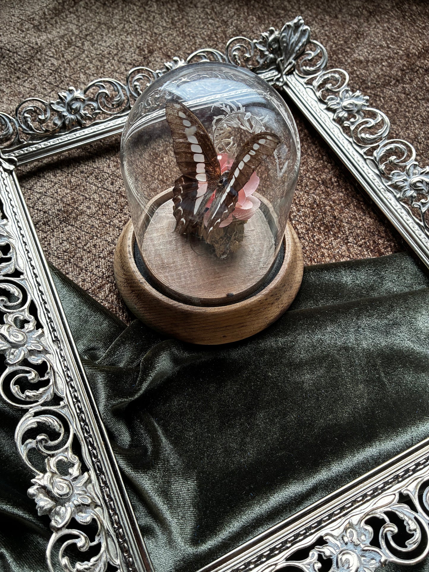 Preserved Butterfly Display