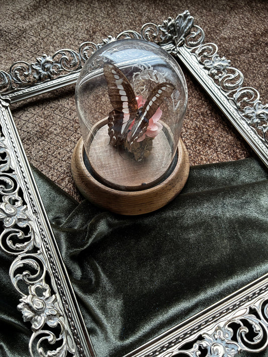 Preserved Butterfly Display