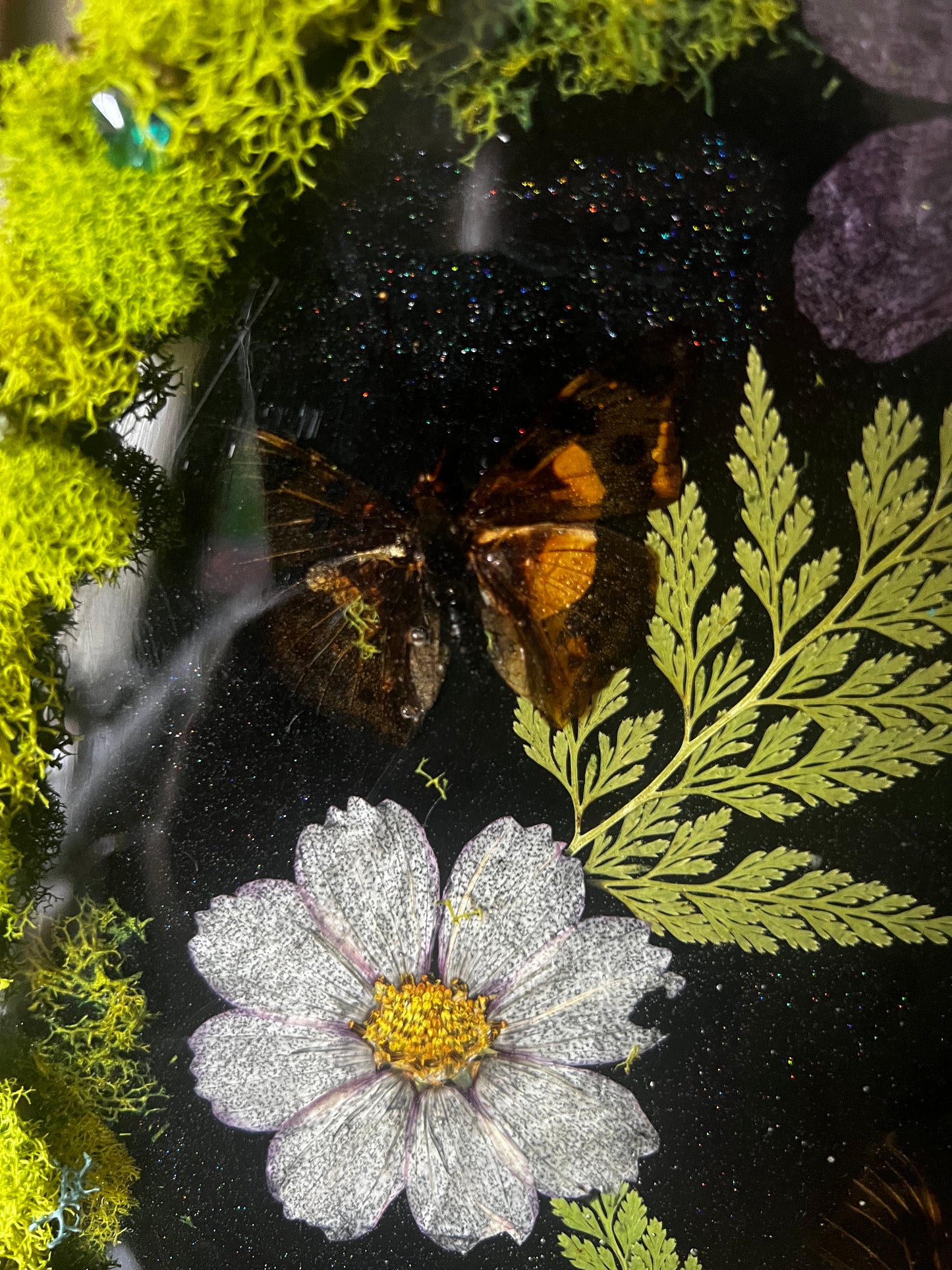 real butterfly resin plaque