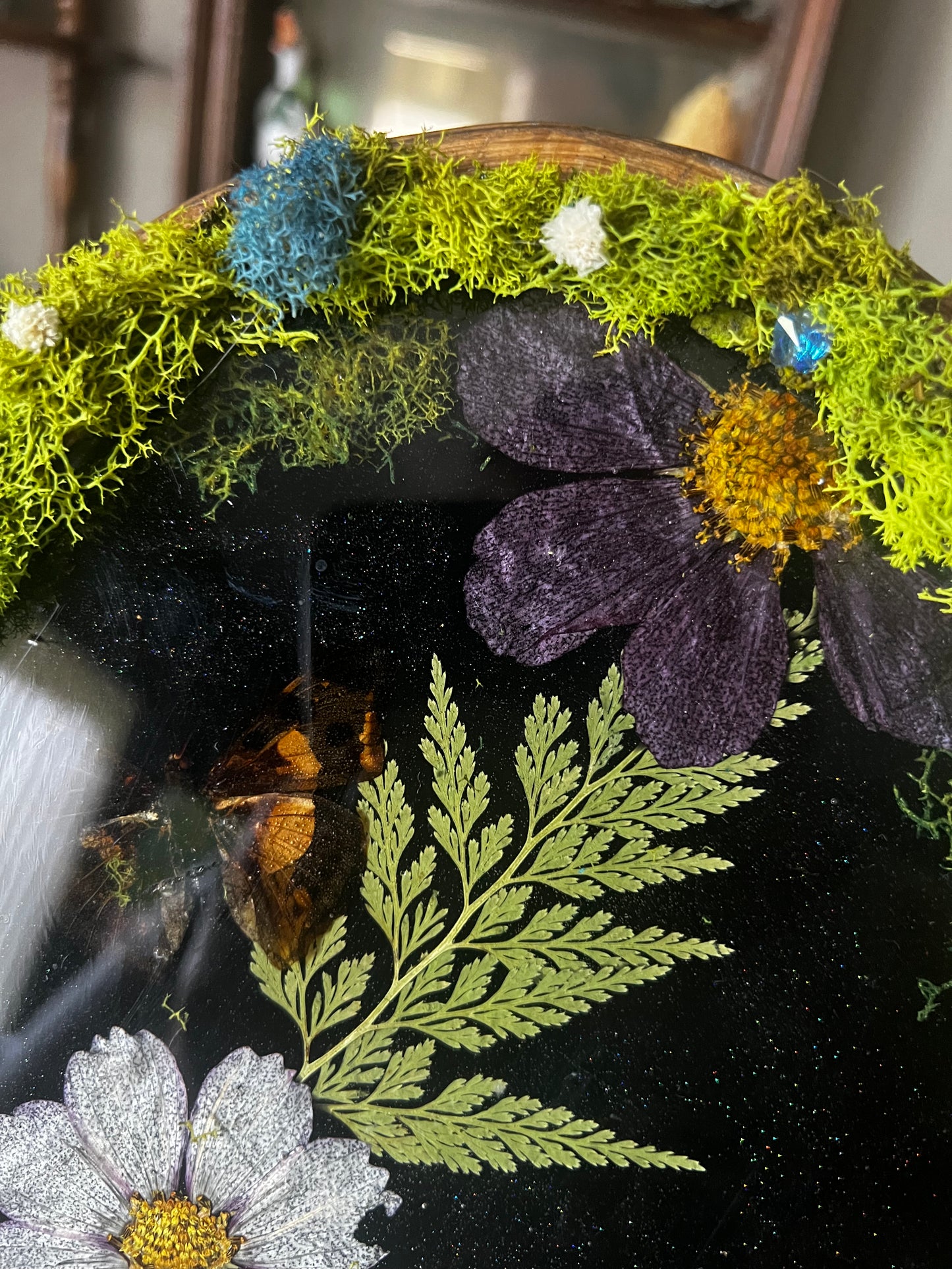 real butterfly resin plaque